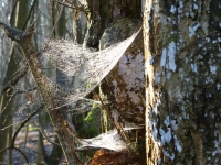 Sunny cobweb on a field maple
