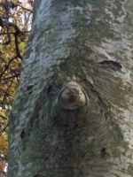 Tree Trunk with a Face