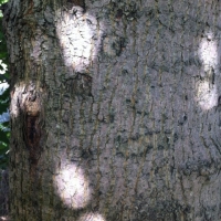 Eyes in a Tree
