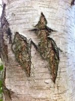 Tree Face