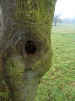 Tree looking like a Face