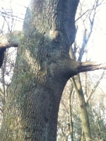 Tree with a Facial Side Profile