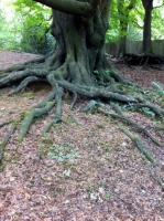 Rooty Tree