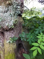 Face in a Tree Trunk