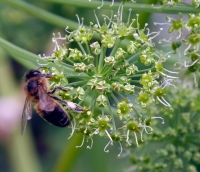 Bee on angelica