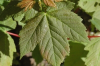 emergent sycamore leaf