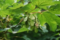 Sycamore fruits IHM