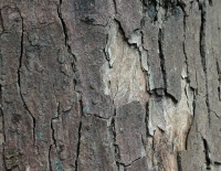 sycamore bark IHM