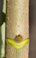 sycamore young stem lenticels