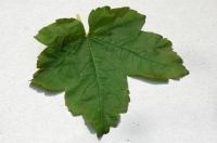 sycamore leaf  IHM