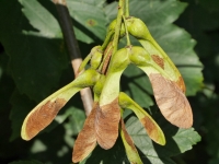 Sycamore winged seeds