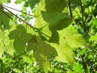 Sycamore leaves in sunlight