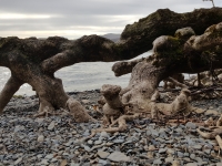 Lake erosion exposing tree roots