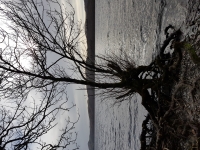 Lake erosion exposing tree roots