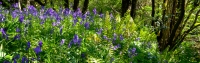 A peal of bluebells