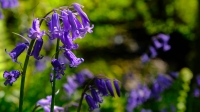 Hyacinthoides non-scripta