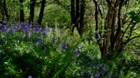 Bluebells tumble down the riverbank