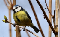 Blue Tit