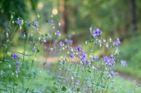 Wild columbine