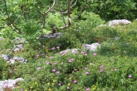 Bloody Cranesbill