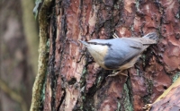 Nuthatch