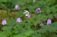 Wild Anemone