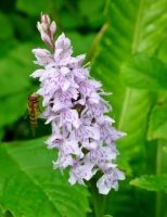 Common Spotted Orchid