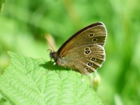 Ringlet