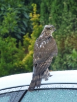 Sparrow Hawk