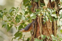 Nuthatch