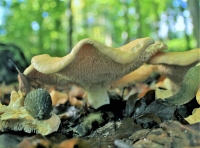 Slug on mushroom