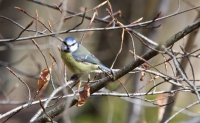 Blue Tit