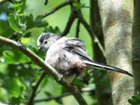 Long Tailed Tit