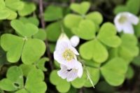 Wood Sorrel