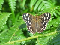 Speckled Wood Butterfly