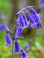 Bluebells