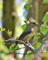 Crossbill