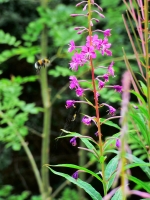 bee and rosebay willow herb