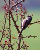 Long Tailed Tit