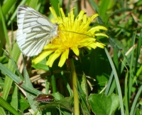 Green Veined White Butterfly