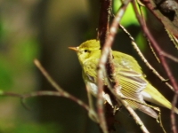 Wood Warbler