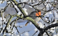 Snow Robin