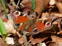 Peacock Butterfly