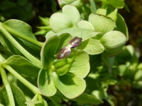 Shield Bugs