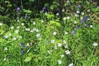 WIldflowers