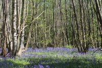 Bluebells