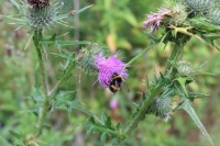 Thistle and Bee