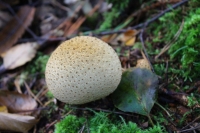 Common Earthball