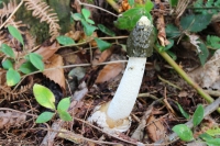 Stinkhorn