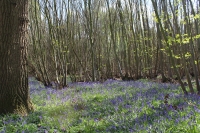 Bluebells